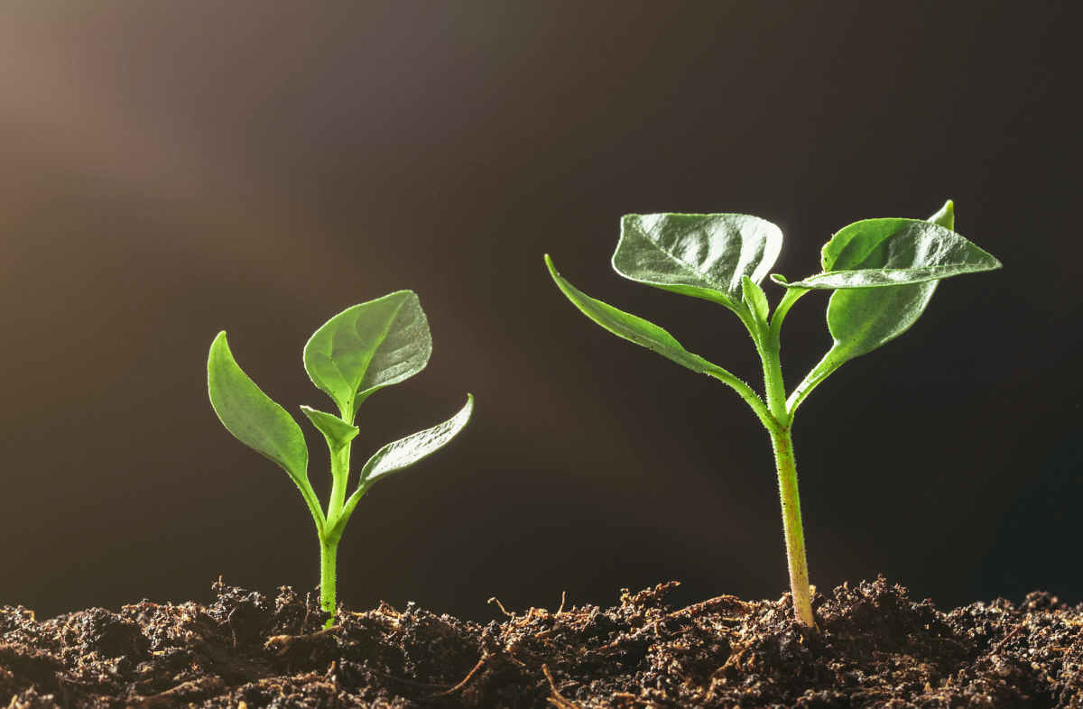 Calendrier Lunaire De Février 2026 - Lune Et Jardin | Calendrier Lunaire Graines Et Plantes De Février 2026